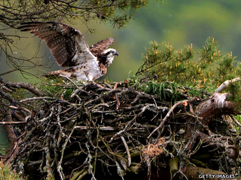 An osprey leaves her nest