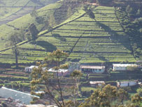 The line room housing and tea pickers in Nuwara Eliya 