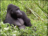 Gorila em floresta do Congo (Fundação Born Free)