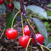 Prunus cerasus