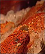 A fish stall at the Birmingham Indoor Markets