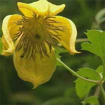 Clematis 'Bill MacKenzie'