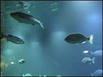 Exploris aquarium
