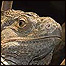 Iguana