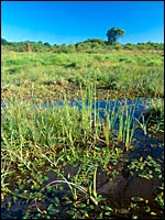 Venn Ottery Nature Reserve