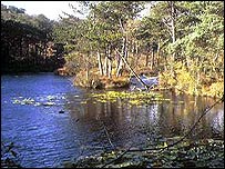 Bystock Nature Reserve (Pic:Devon Wildlife Trust)