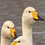 Whooper Swans