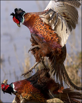 2009年Birdguides鸟类摄影比赛头等奖（摄影：Richard Bedford）