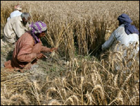 گندم کی فصل (فائل فوٹو)