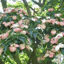 Cornus kousa