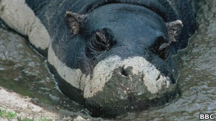 Kuda nil (gambar arsip)