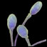 Esperma