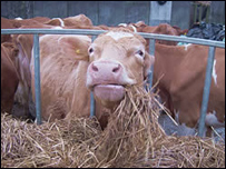 دڅارويو ژمني خواړه