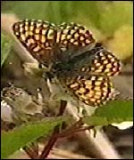 A Heath Fritillary Butterfly