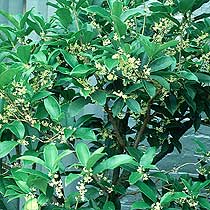 Osmanthus fragrans