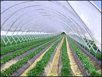 Поліетиленові тунелі