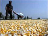 Colheita de grãos para produção de biocombustíveis