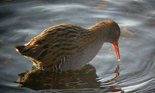 water-rail.jpg