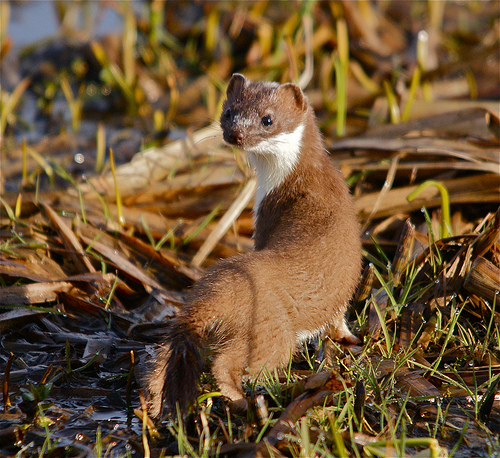 stoat by john mchale