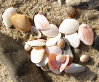 Can you see the groatie buckies? They are the peedie roondy ones.