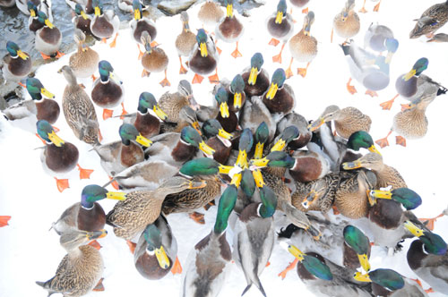 mallards gathering for food by Darren Moston
