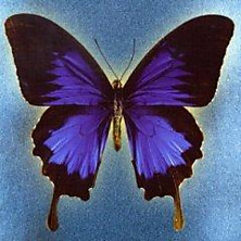 Review of Laughter Through Tears Review of Laughter Through Tears