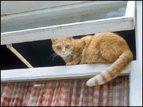 A cat sitting on an opened window
