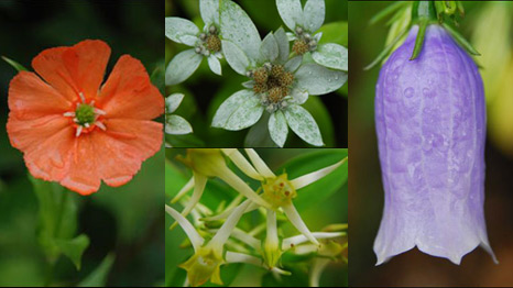 Zona Desmilitarizada de las Coreas (Fotos: Green Korea United)