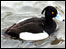 Tufted Duck @ Fairburn Ings