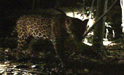 Jaguar caught on film at night