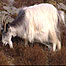 Welsh Mountain Goat