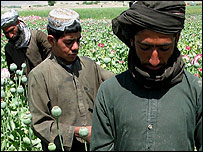 یک مزرعه خشخاش در قندهار