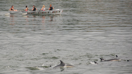 Fishguard rowers helping dolphins. Image by Cliff Benson of the Sea Trust