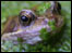 Frog in Thatcham