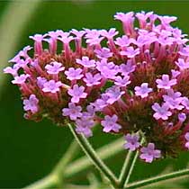 Verbena bonariensis