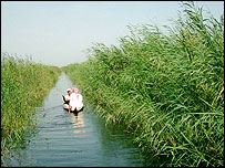 مرداب های جنوب شرقی عراق