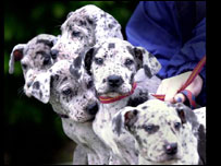 Filhotes da raça dinamarquês