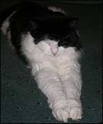 Rays cat - Benny (The Slob)