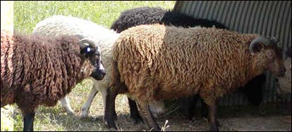 گوسفند ترکی