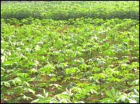 د هېلو بوټي