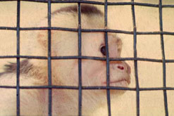 A monkey in a cage