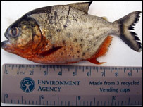 A piranha foi descoberta no leste de Londres