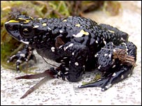 ’پینٹڈ فراگ‘