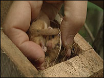 Dormouse in a nest box