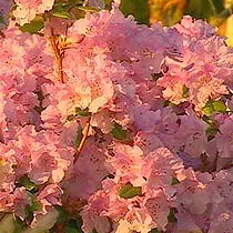 Rhododendron 'Olive'