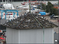 'Birds' - detail from photograph by Mark Dixon