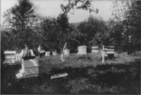 Prysurdeb yn y berllan ym Mlaennant gyda'r gwenyn. Tad Brenda James, Jesse Roberts ar y dde, ar y chwith, ei fab Gwyn ac yn cario bocs y tu ôl ei fab hynaf Islwyn. Llun trwy garedigrwydd Brenda James.