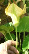 A male squash flower