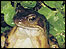 A frog