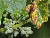 بيماری قرغنه در انگور تاک ها